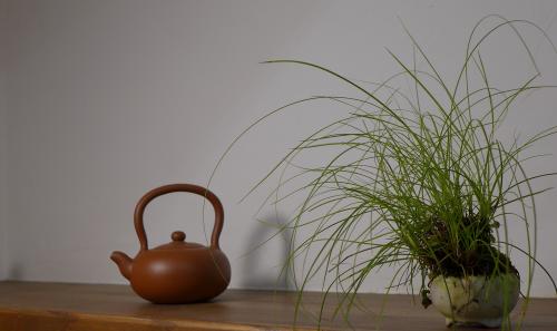 茶壺與植物