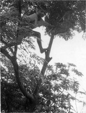 小孩爬樹